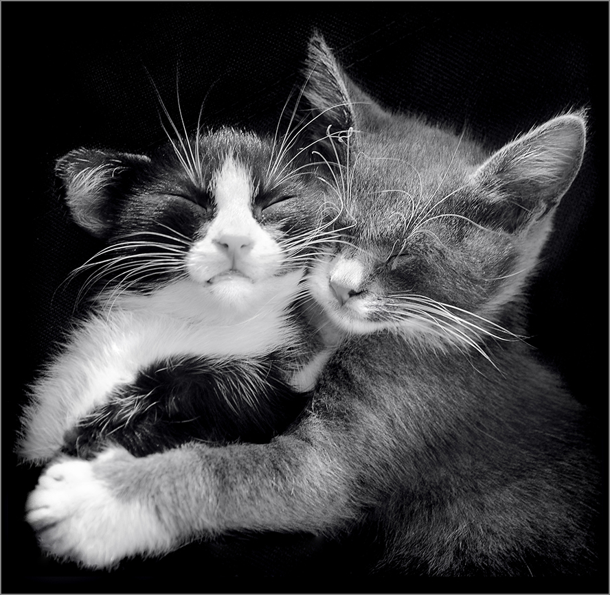 Ти киска. Ты моя киска. Коты обнимаются. Люблю тебя киска. Моя кошечка.