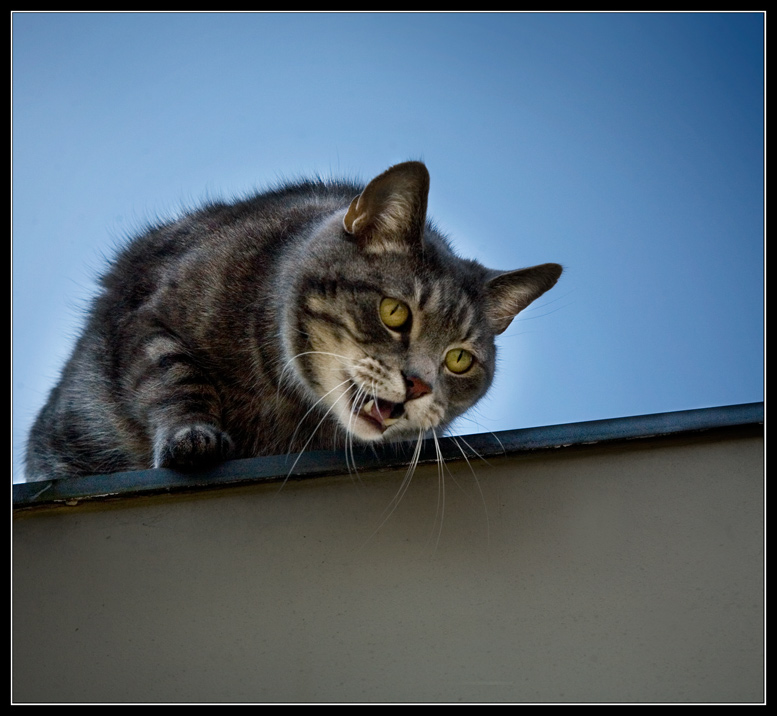 Фото кота сверху